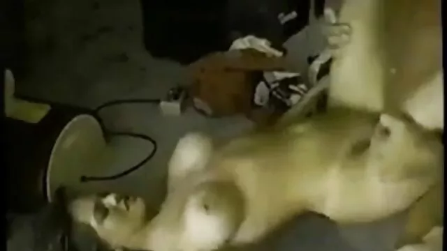 انجمن بدون ثبت نام  شخص فیلمبرداری شده بر روی دوربین به عنوان یک عکس سکسی دوست دختر زیبایی جوان یک دیک را در دهانش می پیچد